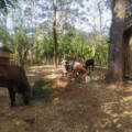 Eco Farm